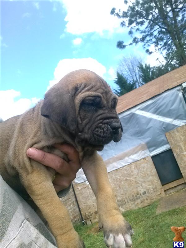 Fila Brasileiro